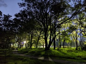 2022-06-29 Louie with light shining through the trees.jpg